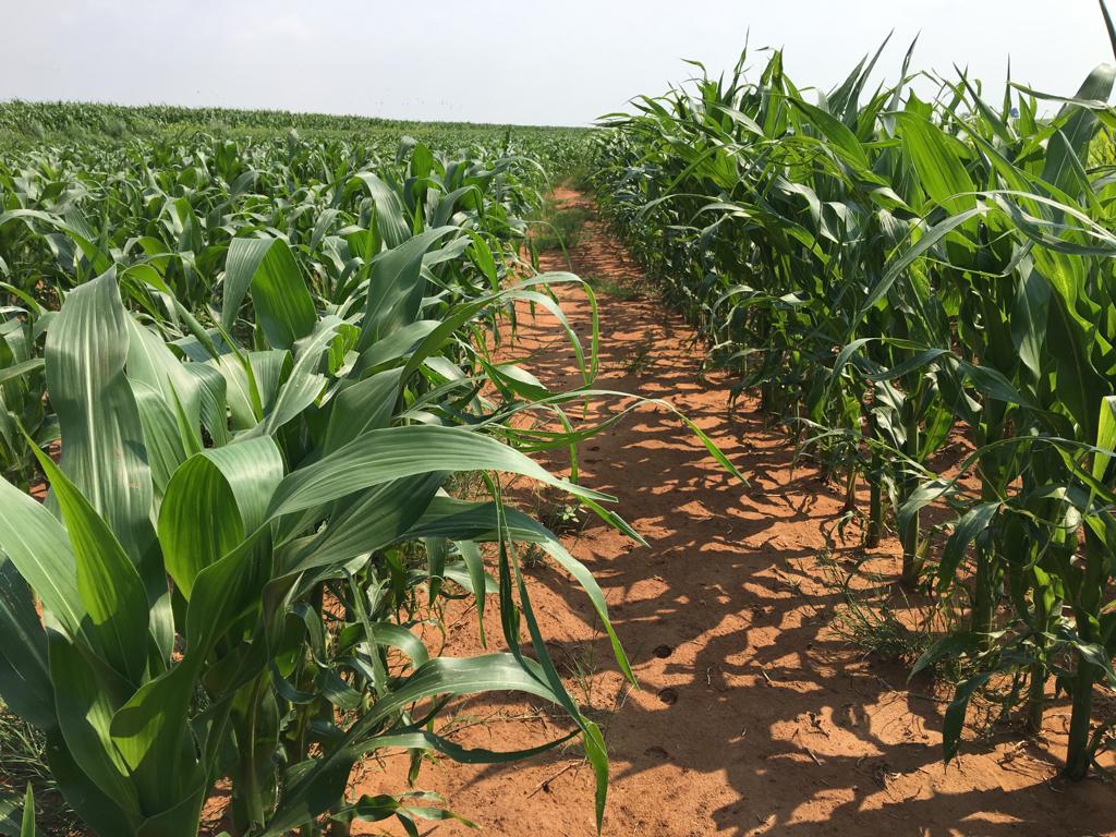 EL-I Tech untreated vs treated field comparison